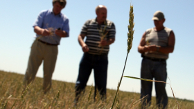 Рекордные убытки от засухи понесли аграрии Ставрополья 
